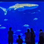 Whale Shark at Kagoshima City Aquarium Japan