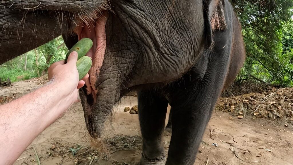 Elephant Village Hua Hin