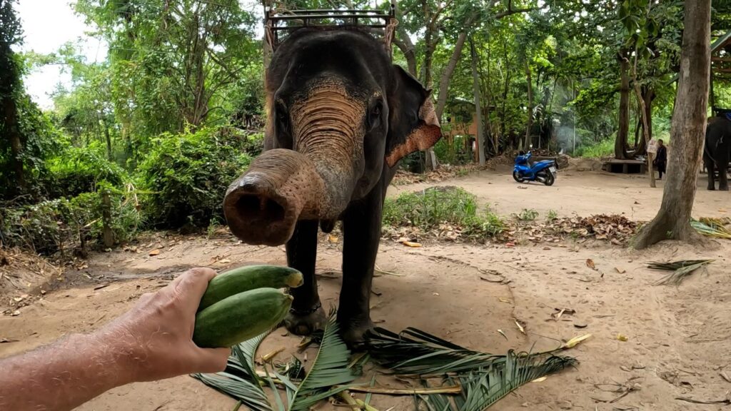 Elephant Village Hya Hin Thaialnd