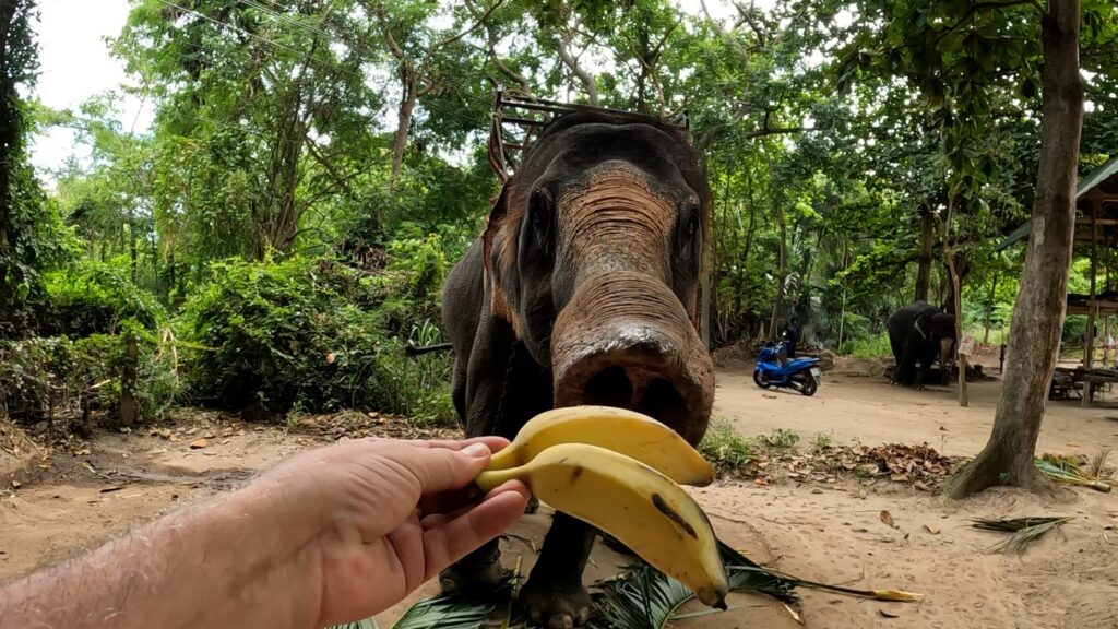 Hand feeding Elephant at the Elephant Village Hua Hin