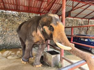 Hutsadin Elephant Foundation Hua Hin