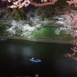 Sakura Cherry Blossoms at night in Tokyo