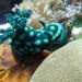 Crested Nembrotha Dorid Nudibranch