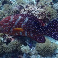 Marine Life in the waters around Bali