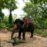 Elephant Village Hua Hin