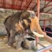 Hua Hin Elephant Foundation