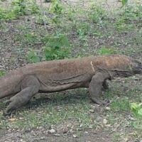 Day trips to Komodo National Park