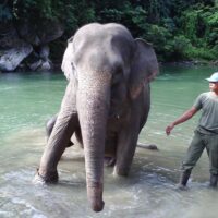 Elephants at Tangkahan Sumatra